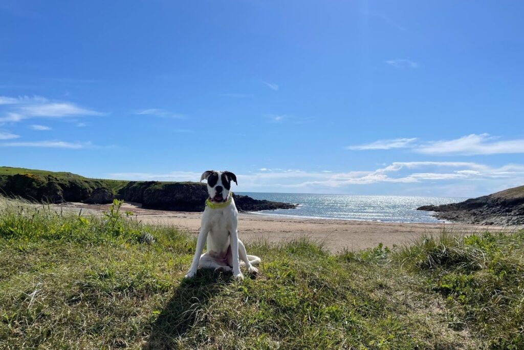 Cable Bay Dogs