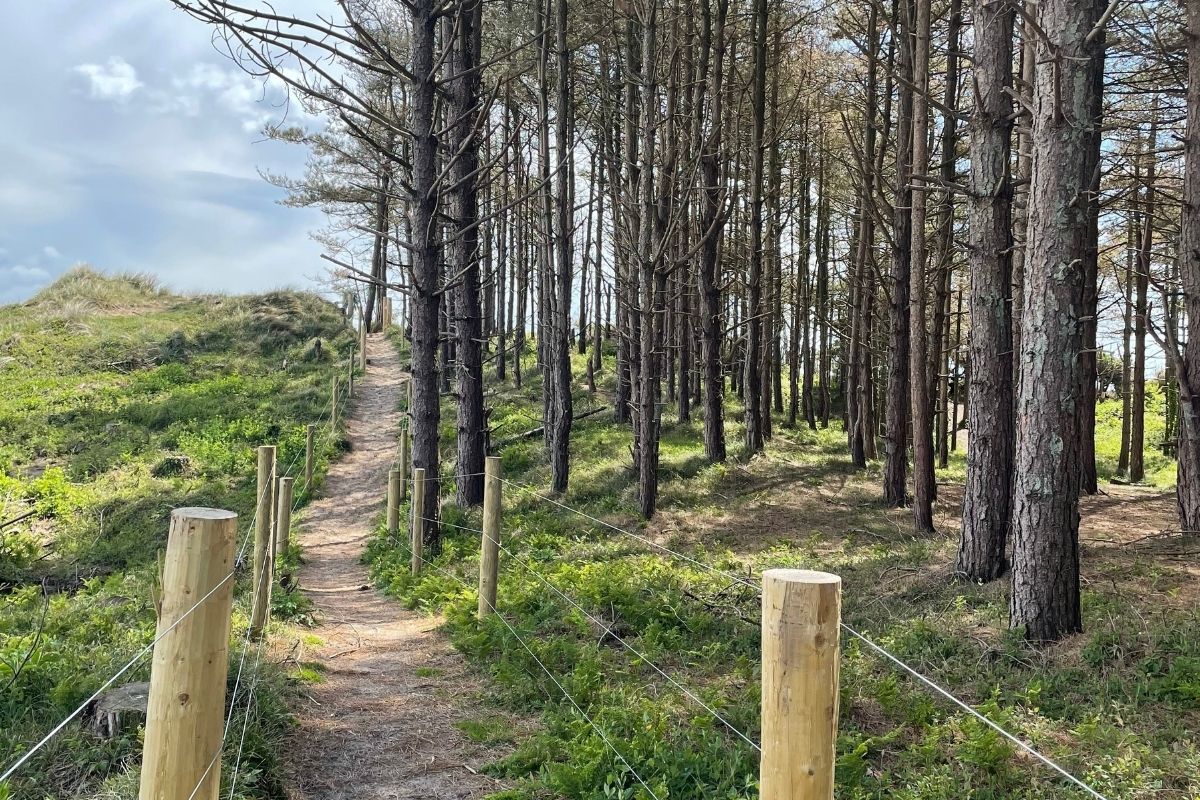 Silver Bay Beach Forest