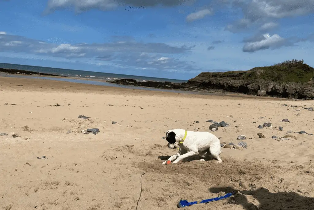 Benllech Beach Dog Friendly