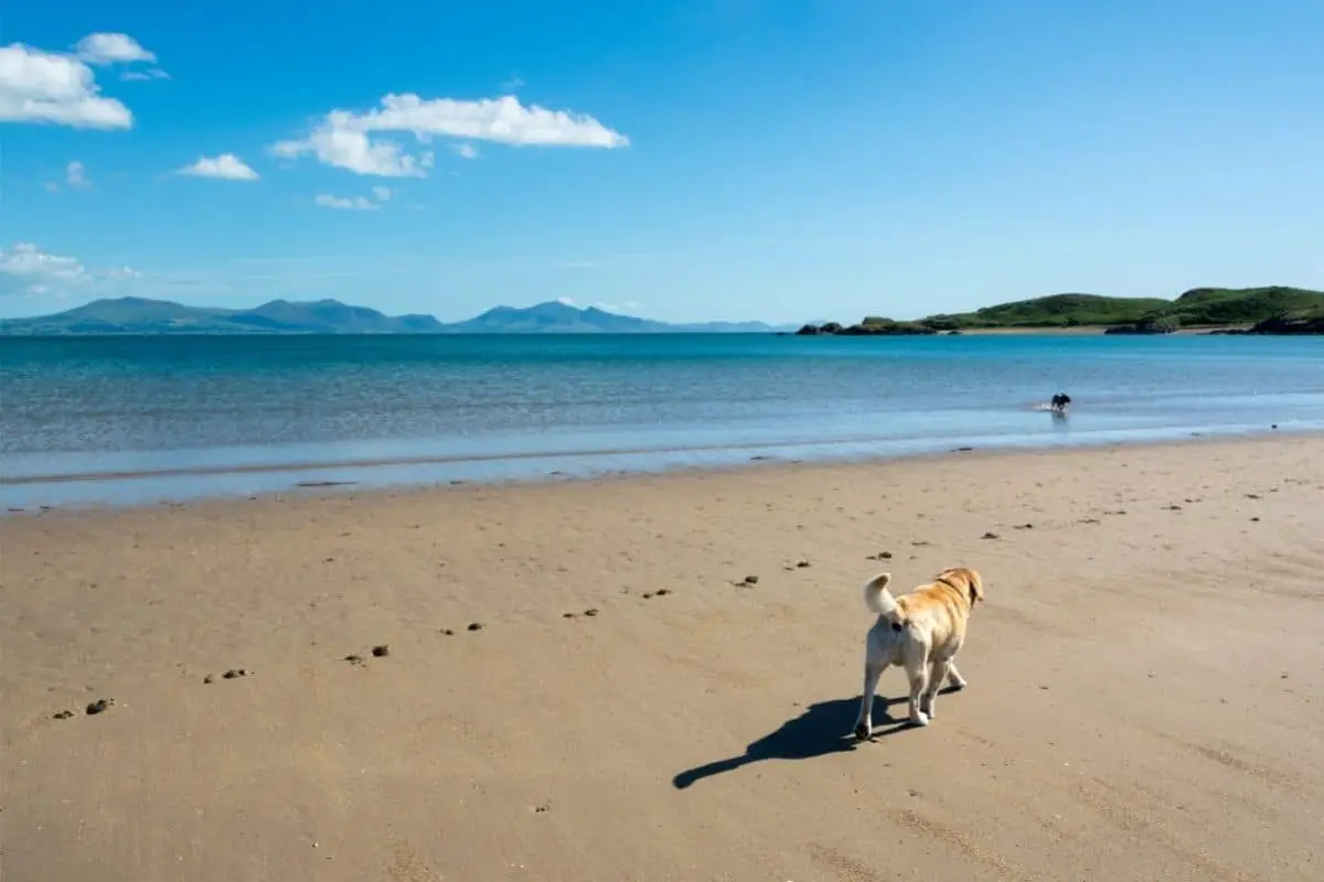 Dog Restrictions on Anglesey Beaches