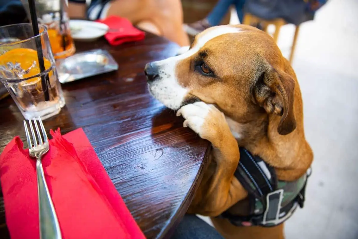 Dog Friendly Pubs in Anglesey