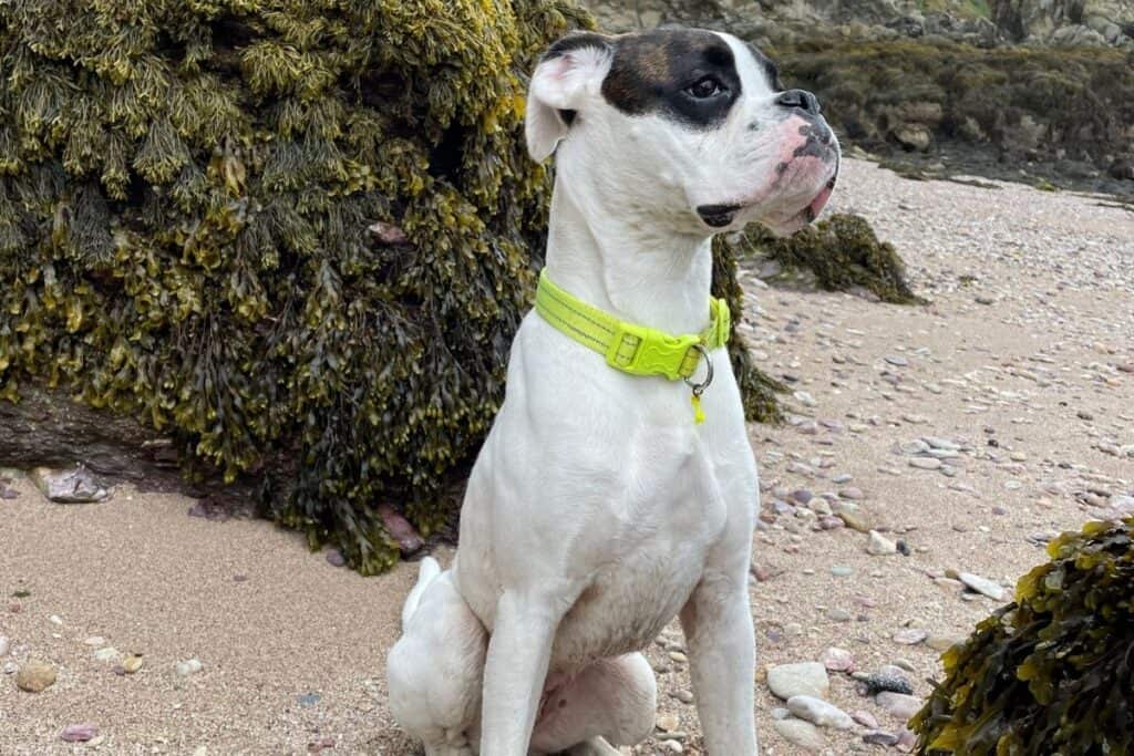 Porth Wen Beach Dogs