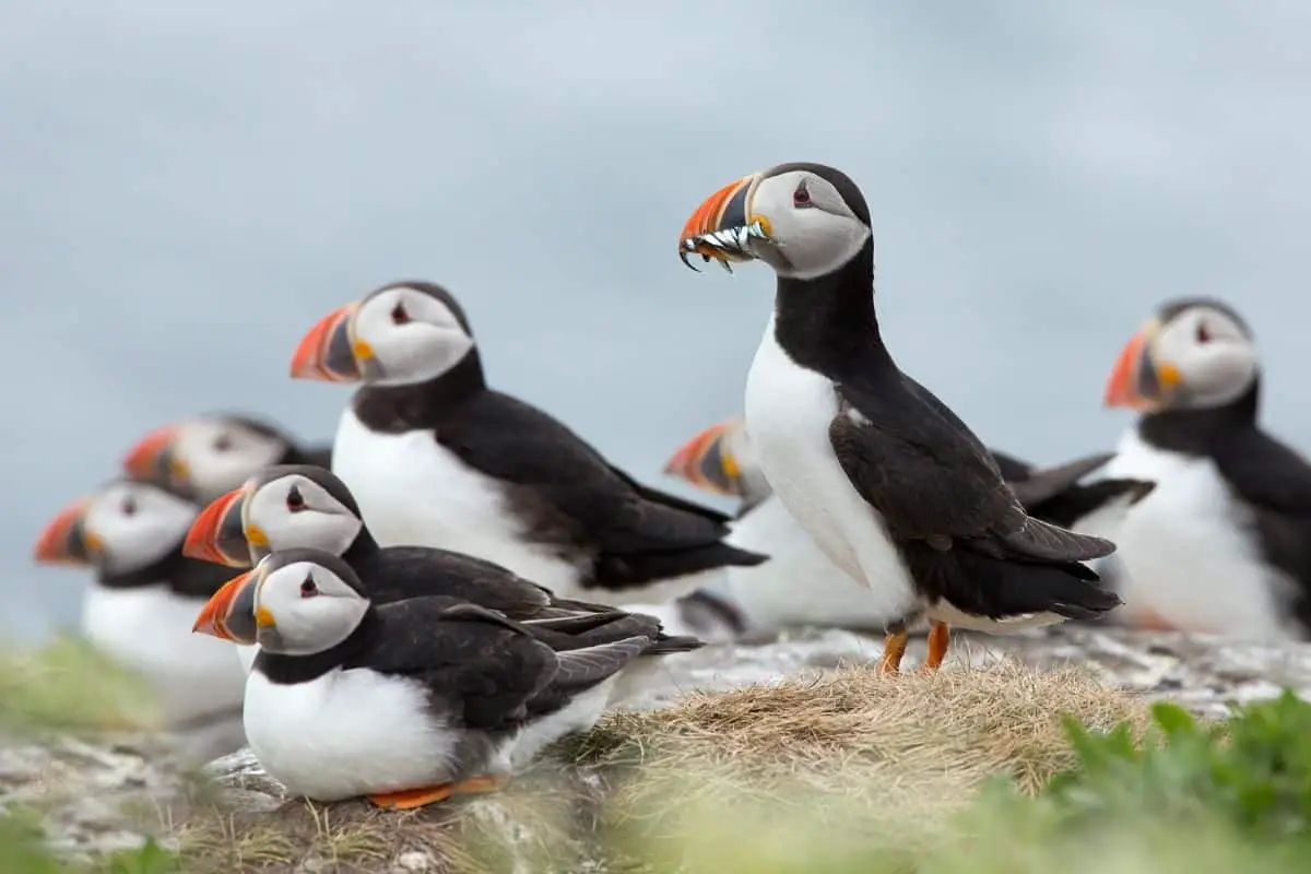 Puffins on Anglesey