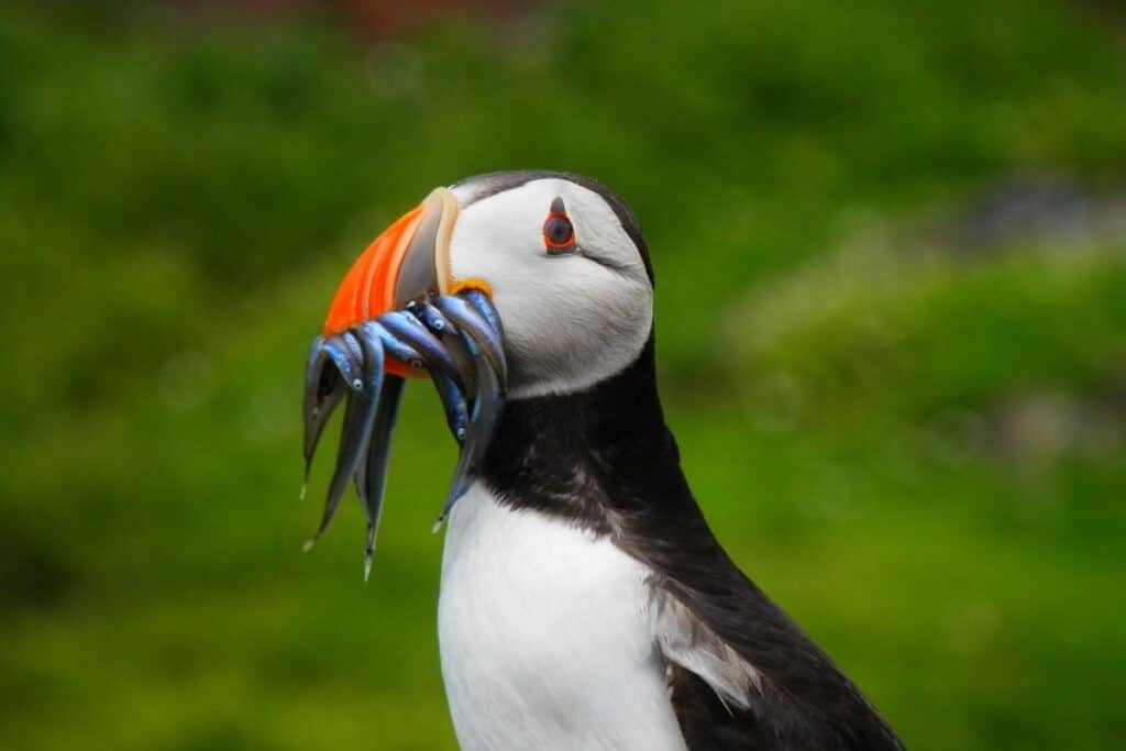 Puffins on Anglesey