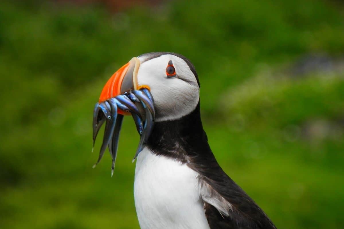 Where Can You See Puffins on Anglesey Island? Discover North Wales