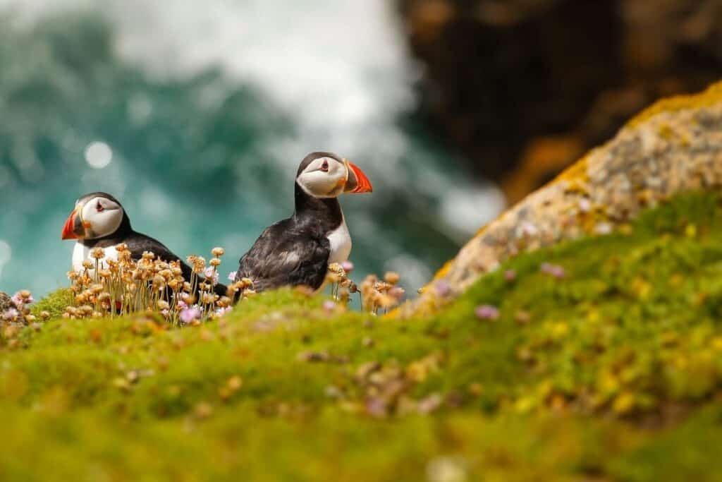 puffins south stack