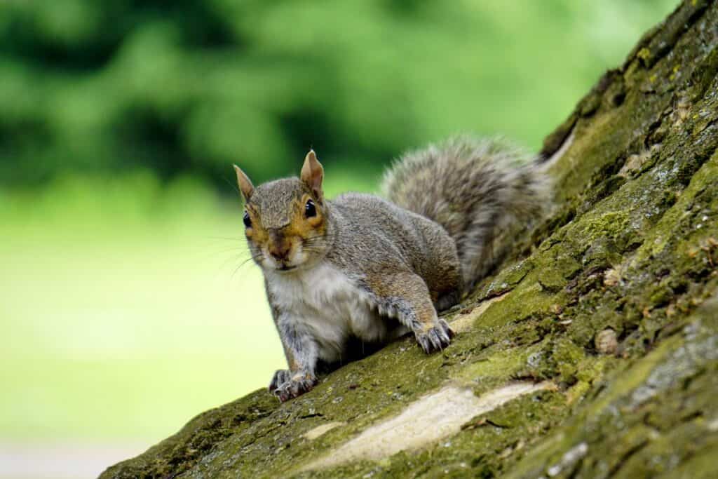 Grey Squirrel Anglesey