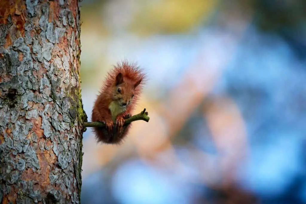 Newborough Forest Red Squirrel