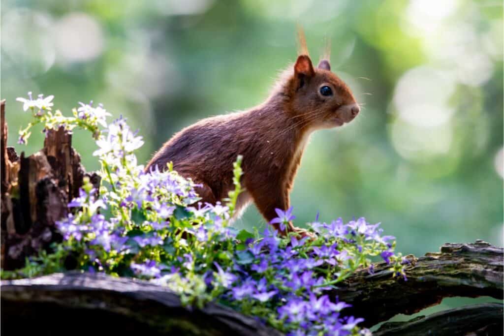 Red Squirrel Woodland Anglesey