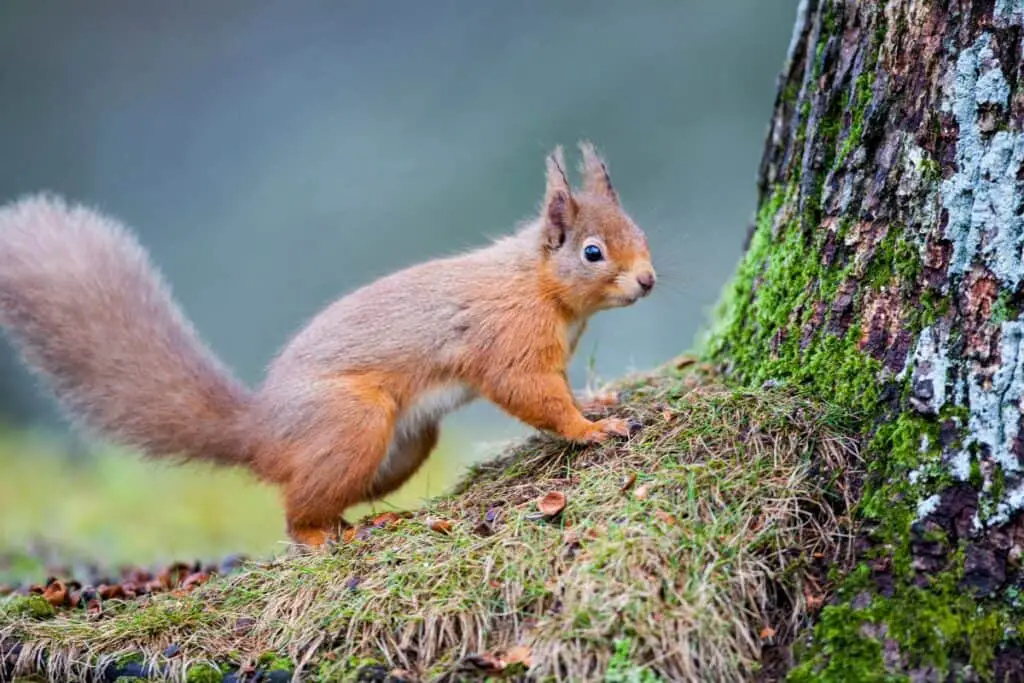 Red Squirrel Forest Anglesey