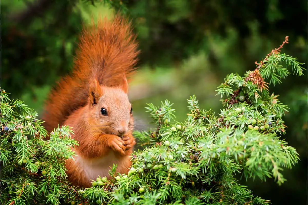 Red Squirrels Anglesey